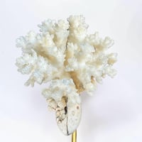 Image 6 of Ancien corail blanc naturel sur socle en bois tourné style fin XIXe - Cabinet de curiosités