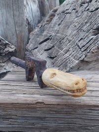 Image 1 of Alligator