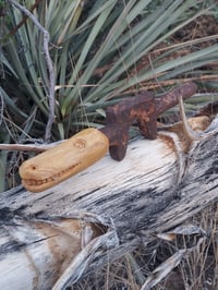 Image 2 of Alligator