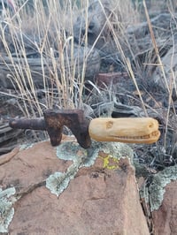 Image 5 of Alligator