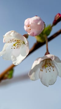 Image 1 of Cherry Blossom Two