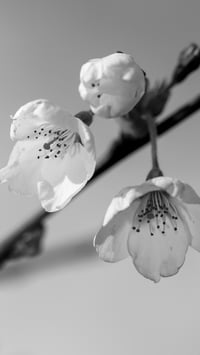 Image 2 of Cherry Blossom Two