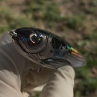 Image 2 of CreekWalker (Natural Shad)