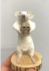 Skull Keeper – Taxidermy Mouse with Red Eyes Holding a Skull
