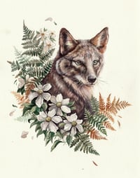 Song Dog - Coyote with Pacific Dogwood