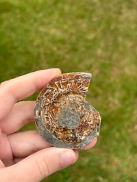 Image 1 of Ammonite Fossil #1