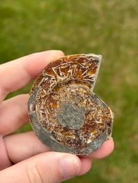 Image 2 of Ammonite Fossil #1