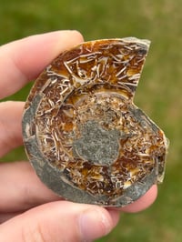 Image 3 of Ammonite Fossil #1