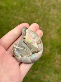 Image 5 of Ammonite Fossil #1
