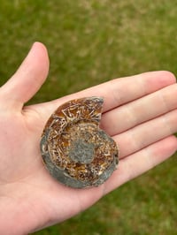 Image 6 of Ammonite Fossil #1