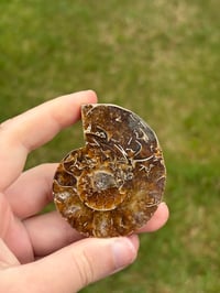 Image 1 of Ammonite Fossil #2