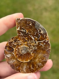 Image 2 of Ammonite Fossil #2