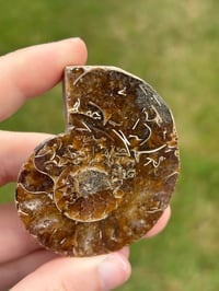 Image 3 of Ammonite Fossil #2