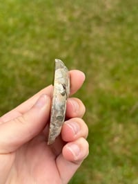 Image 4 of Ammonite Fossil #2