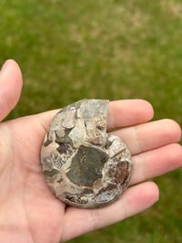 Image 5 of Ammonite Fossil #2
