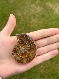 Image 6 of Ammonite Fossil #2