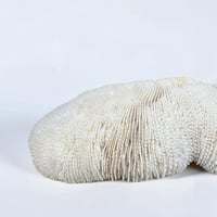 Image 6 of Grand corail blanc vintage forme champignon fungia coussin de requin - Cabinet de curiosités