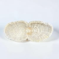 Image 12 of Grand corail blanc vintage forme champignon fungia coussin de requin - Cabinet de curiosités
