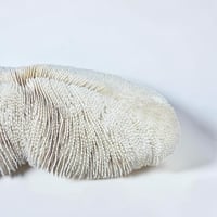 Image 7 of Grand corail blanc vintage forme champignon fungia coussin de requin - Cabinet de curiosités