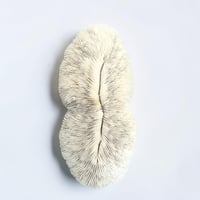 Image 4 of Grand corail blanc vintage forme champignon fungia coussin de requin - Cabinet de curiosités
