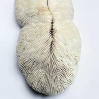 Image 8 of Grand corail blanc vintage forme champignon fungia coussin de requin - Cabinet de curiosités
