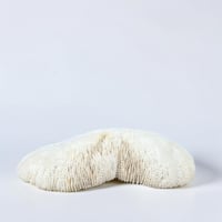 Image 3 of Grand corail blanc vintage forme champignon fungia coussin de requin - Cabinet de curiosités