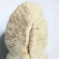 Image 9 of Grand corail blanc vintage forme champignon fungia coussin de requin - Cabinet de curiosités