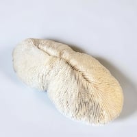 Image 1 of Grand corail blanc vintage forme champignon fungia coussin de requin - Cabinet de curiosités