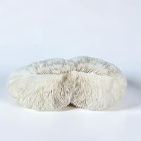 Image 5 of Grand corail blanc vintage forme champignon fungia coussin de requin - Cabinet de curiosités