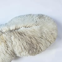Image 10 of Grand corail blanc vintage forme champignon fungia coussin de requin - Cabinet de curiosités
