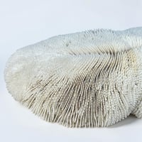 Image 11 of Grand corail blanc vintage forme champignon fungia coussin de requin - Cabinet de curiosités