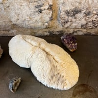Image 2 of Grand corail blanc vintage forme champignon fungia coussin de requin - Cabinet de curiosités