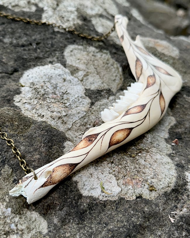 Folium Deer Jaw