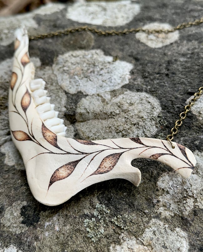 Folium Deer Jaw