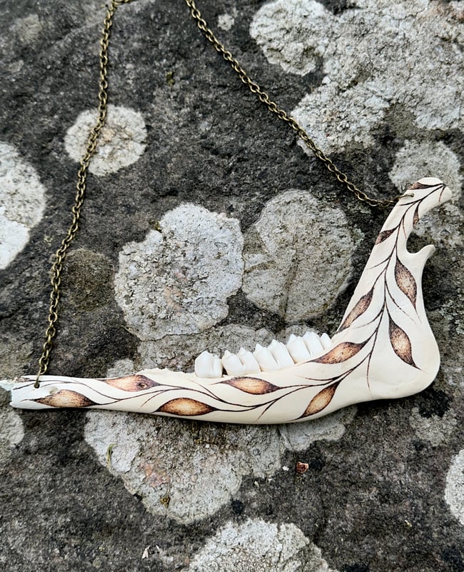 Folium Deer Jaw