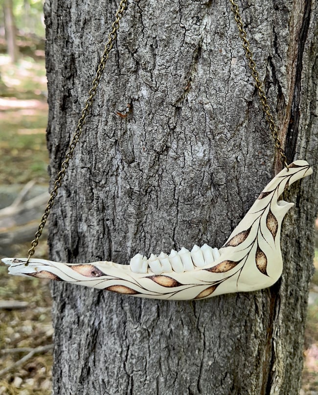 Folium Deer Jaw