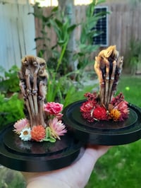 Image 1 of Fox Feet Domes