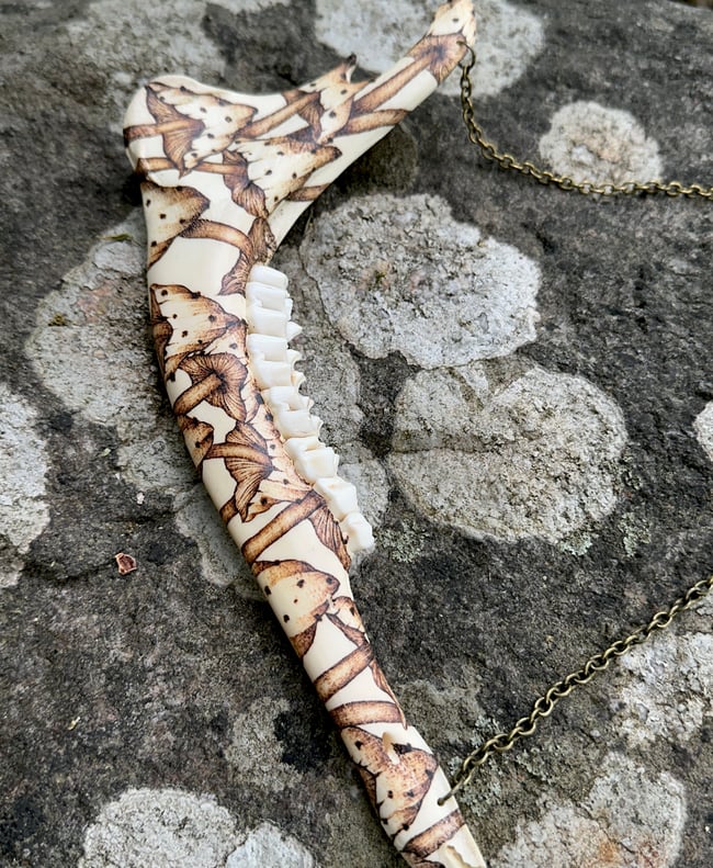 Fungi Deer Jaw