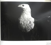 Image 4 of Hedi Slimane - Anthology Of A Decade Us