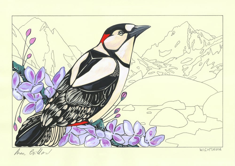 Image of Greater Spotted Woodpecker and Ottoline
