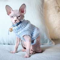 Image 1 of SUPER Tiny Kitten Sweaters 