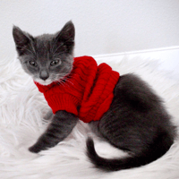 Image 2 of SUPER Tiny Kitten Sweaters 