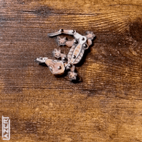 Image 9 of Crested Gecko - Articulated Fidget Charms and Pins