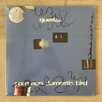 Guests – Common Domestic Bird