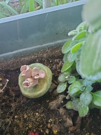Image 2 of Planter accoutrements