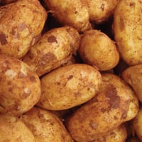 Cyprus Spunta Potato