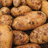 Italian Spunta Potato