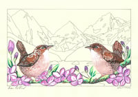 Wrens and Ottoline