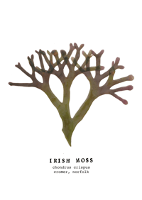 Image 1 of A4 Seaweed Print - Irish Moss 