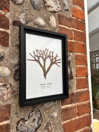 Image 3 of A4 Seaweed Print - Irish Moss 